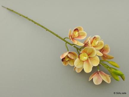 Maža orchidėja Cimbidis