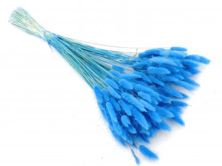 Lagurus melsva(100g.)