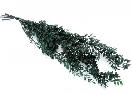 Ruscus žalias (200g.)