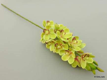 Orchidėja Cimbidis 