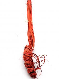 Palm Curly Col S.Orange