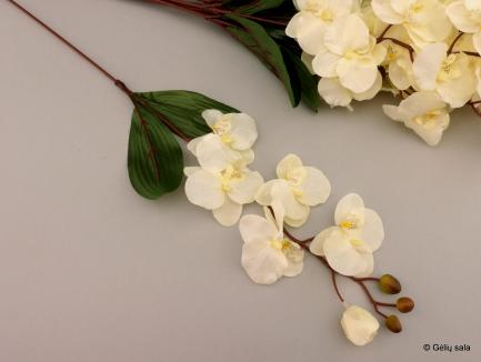 D.G. Pelenopsio šaka CR