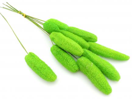 Luffa on Stem A.Green