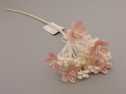 Sedum