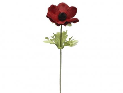 Anemonas