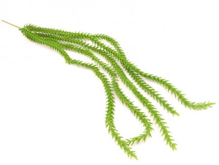 Kabantis sukulentas