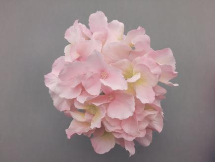 Hortenzijos žiedas Sweet Pink/Lt.Green