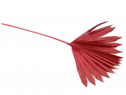 Palm Sun Spear Col d.red