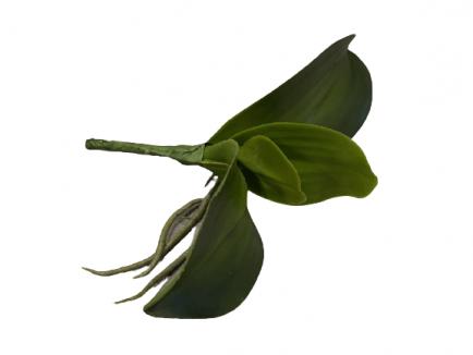 Orchidėjų lapai 