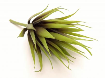 Sukulentas Aloe