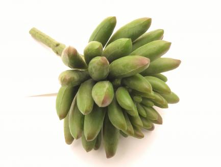 Sukulentas Jelly Bean