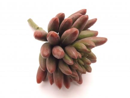 Sukulentas Jelly Bean