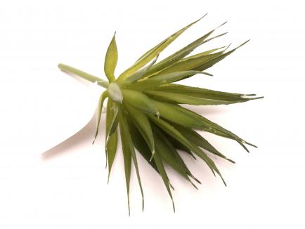 Sukulentas Aloe