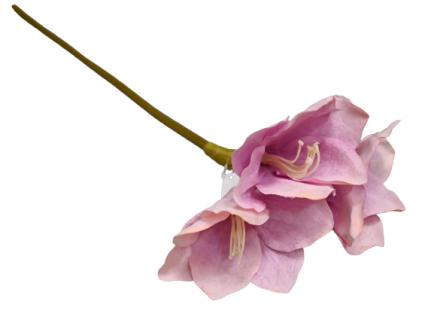 Amarilis %