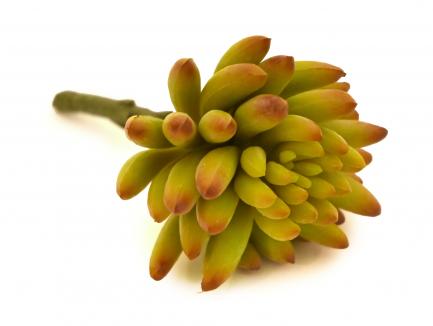 Sukulentas Jelly Bean