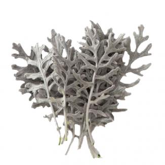 Stabilizuota Žilė Pilkšvalapė  Cineraria