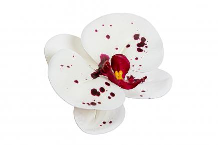 Orchidėjos žiedai latex