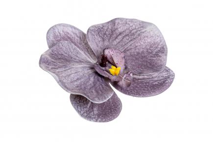 Orchidėjos žiedas latex