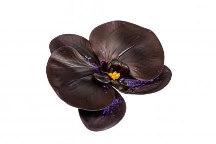 Orchidėjos žiedas latex