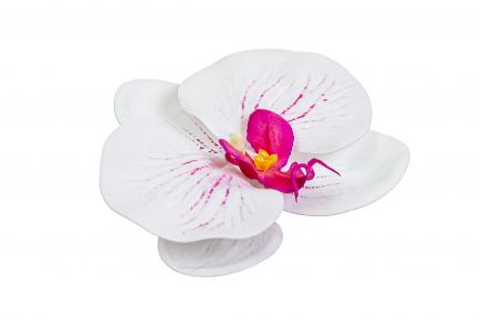 Orchidėjos žiedas latex