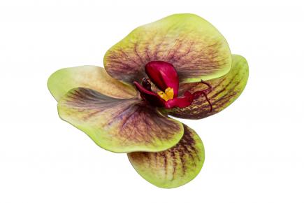 Orchidėjos žiedas latex