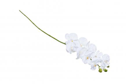 Orchidėjos šaka latexLY2020-24/3WH
