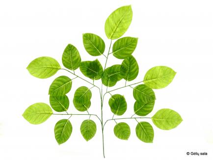 Magnolijos lapai 