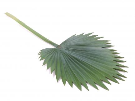 Palmės lapas