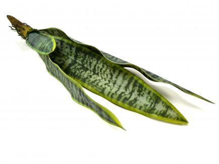 Sanseverijos lapai
