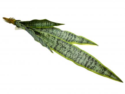 Sanseverijos lapai