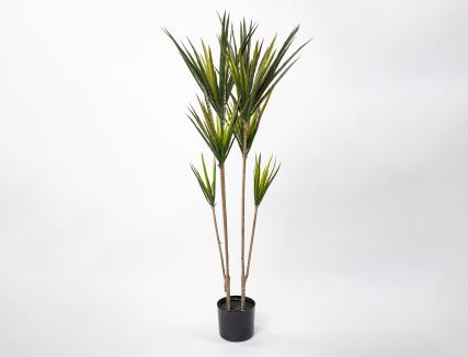 Dracena