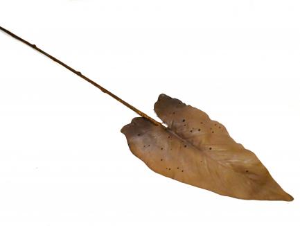 Didelis kolokazijos lapas