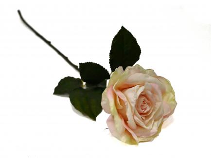 Rožė