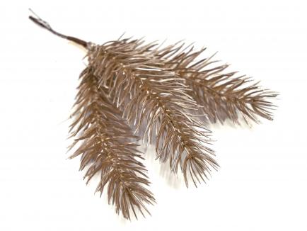Kalėdinė eglės šakelė