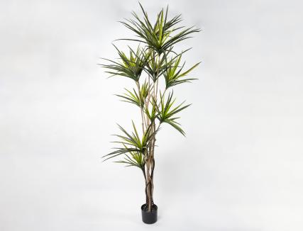Dracena
