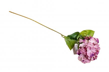 Hortenzijos šaka LT.PURPLE