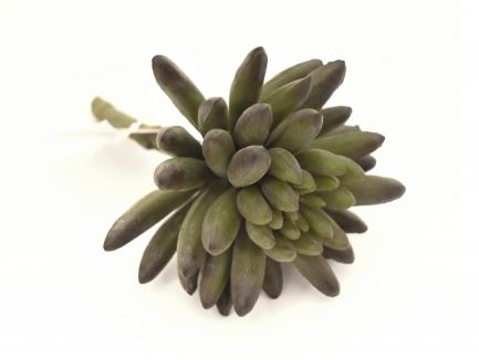 Sukulentas Jelly Bean