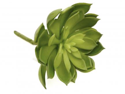 Sukulentas Sempervivum