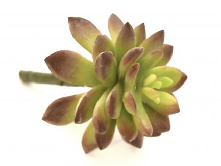 Sukulentas Sempervivum