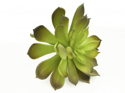 Sukulentas Sempervivum