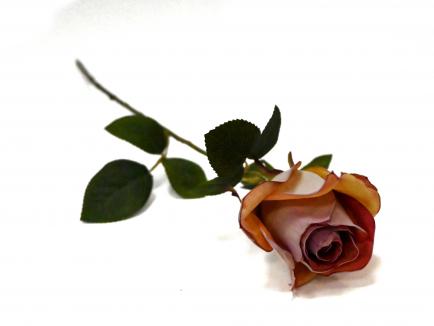 Rožė