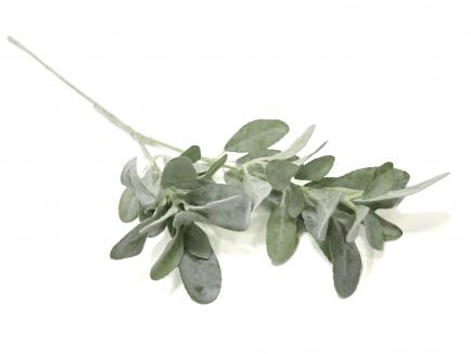 Magnolijos šaka