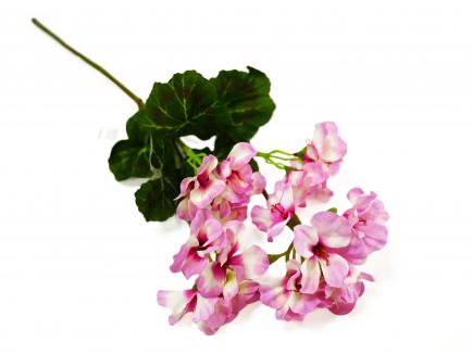 Pelargonija