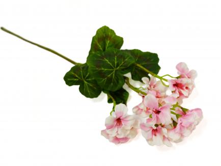 Pelargonija