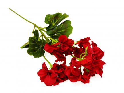 Pelargonija