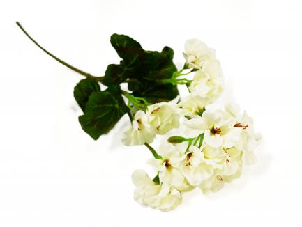 Pelargonija