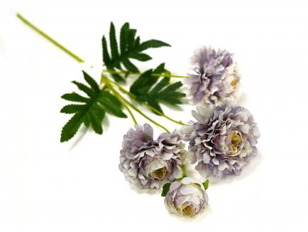 Vėdrynas pilnaviduris violetinis