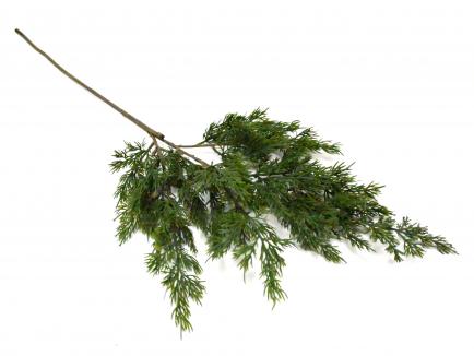 Cypress Branch
