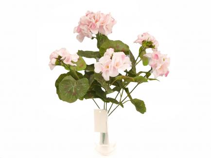 Pelargonija persikinė