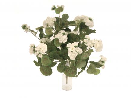 Pelargonijos krūmelis šviesus